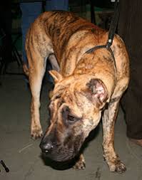 Perro De Presa Canario Wikipedia