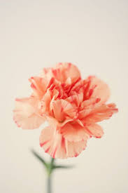 Pin On Flowers Plants