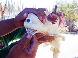 A defect of ocular and cranial development has resulted in fusion of the cyclopia is uncommon in humans. What An Eyesore A Cyclops Shark Kitten And Goat