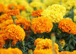 This song would be the precursor to dave's own band, foo… Tips Tanam Bunga Marigold Di Pot Rumah Agrozine