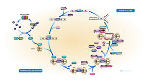 نتیجه جستجوی لغت [replication] در گوگل