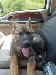 Find german shepherds for sale in columbia, sc on oodle classifieds. Good Breeders In Toronto And Surrounding Area German Shepherds Forum