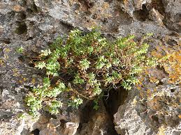Image result for Linderniella wilmsii
