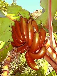 Langkah dan cara membuat jus pisang susu : Hamparan Seni Cara Menanam Pisang