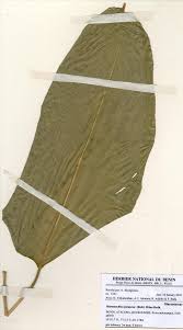 Image result for Marantochloa purpurea