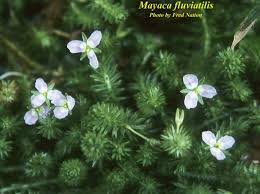 Image result for Mayacaceae