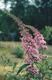 Image result for Buddleja dysophylla
