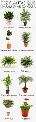 10 Plantas Que Limpam O Ar Da Casa Latina Eletrodom Sticos Bebedouros Lavadouras Purificadores Ventiladores Plants Indoor Plants House Plants