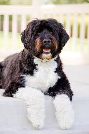 The lion clip, in which the muzzle and middle part. Portuguese Water Dog Breed Information Characteristics Daily Paws