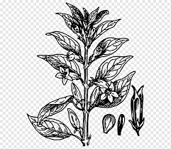 Gambar 3d itu mudah loh, kalau kita mau belajar. Tanaman Wijen Makanan Daun Fotografi Png Pngwing