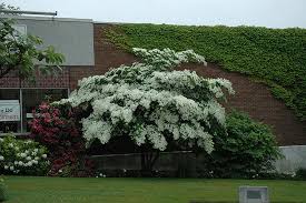 Maybe you would like to learn more about one of these? Lustgarten S Weeping Chinese Dogwood Cornus Kousa Lustgarten S Weeping In Burlington Waterdown Dundas Ontario Ontario On At Connon Nurseries