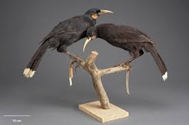 Auctioned For More Than Ten Times Its Estimate, This Single Feather From An  Extinct Bird Was Sold For $29,000 - Luxurylaunches