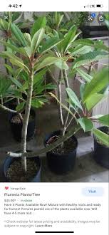 Pin By Bridget Hernandez On Plant Mom In 2020 Trees To Plant Plants Plumeria
