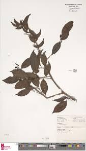 Image result for Metteniusaceae