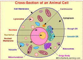 We did not find results for: Plant And Animal Cells Test Flashcards Quizlet