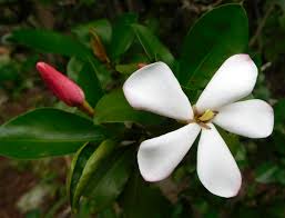 Image result for Hyperacanthus amoenus