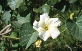 Image result for Ipomoea wightii