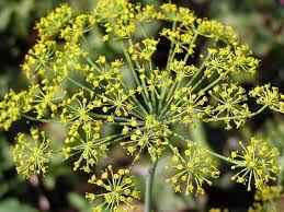 Image result for Anethum