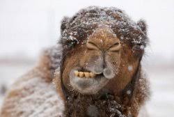 Make your own images with our meme generator or animated gif maker. Camel Meme Templates Imgflip
