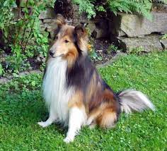 Wer hätte gedacht, dass kaninchen solche ausmaße annehmen können? Xxl Sheltie Sucht Neues Zuhause Shelties Of Silver Shadow