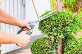 Maybe you would like to learn more about one of these? Tree Trimming Service And Cost In Albuquerque Abq Janitorial Services