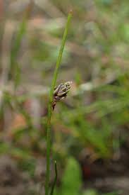 Image result for Isolepis setacea