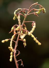 Image result for Sium repandum