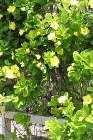 Yellow Mandevilla Jardines Tropicales Jardines Tropical