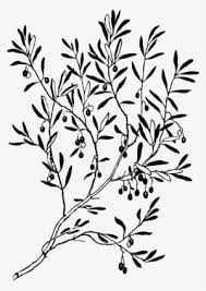 Find free printable olives coloring pages for coloring activities. Olive Png Free Hd Olive Transparent Image Page 3 Pngkit