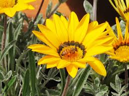 Image result for Gazania krebsiana