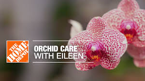 Orchid care tips after flowering: How To Care For Orchids The Home Depot