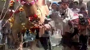 This is where local agriculture thrives and no visit is complete without a complete sampling of fresh and dried saudi dates. Camel Out Of Control Before Qurbani Camel Qurbani 2014 Video Dailymotion