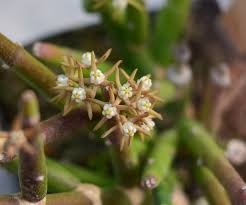 Image result for Cynanchum