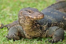 Image result for pictures of monitor lizards