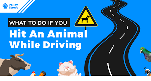 What to do in malaysia: Guide What To Do If You Hit An Animal While Driving