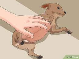 How To Help Your Chihuahua During Labor With Pictures Wikihow