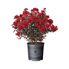Why leyland cypress? i asked. 3 25 Gallon Bronze Leyland Cypress Screening Tree In Pot L3153 In The Trees Department At Lowes Com