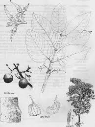 Image result for Vangueriopsis lanciflora