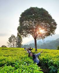 Kebun teh ini dibangun pada masa kolonial belanda di tahun 1896. 6 Kebun Teh Di Bandung Yang Paling Indah Dan Terkenal