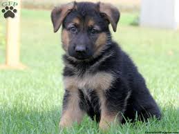 We are 40 miles from philadelphia, pa. Jamaica German Shepherd Puppy For Sale From Gap Pa German Shepherd Puppies German Shepherd German Shepherd Dogs