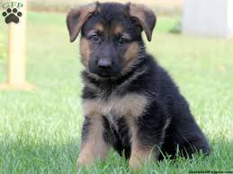 Akc german shepherd puppies working line. Jamaica German Shepherd Puppy For Sale From Gap Pa German Shepherd Puppies German Shepherd German Shepherd Dogs