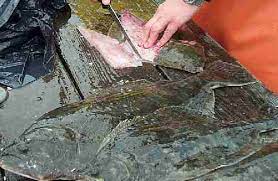 How To Clean And Fillet Flounder – Www.daybreakfishing.com
