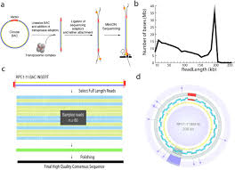 Linear Assembly Of A Human Y Centromere Biorxiv