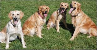 Masaustu Evcil Hayvan Hayvan Memeli Omurgali Memeli Gibi Kopek Golden Retriever Kopek Turu Geri Cagirici Kopek Parki Alan Tutucu Kjphotography Saluki Beyzbollu Serseri Ilginc Makaleler Kopek Dili 3892x2025 719255