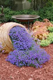 Unique Pot Of Mexican Heather Planting Flowers Plants Backyard Landscaping