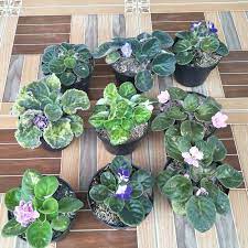 Jual bibit bunga / tanaman hias (daun & gantung) bibit bunga eceran murah bergaransi 100% hubungi: Jual Tanaman Hias Paket Tanaman 9 African Violets Warna Bunga Random Berkualitas