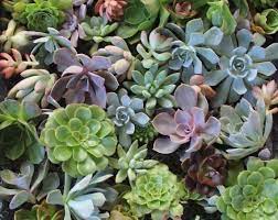 Questions and answers please check our seed germination instructions and plants & cuttings care pages. Cuttings Wedding Rosette Succulents Wedding Succulent Favors For Sale Bulk Succulents