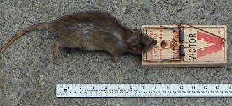 They come into a property and inspect it in order to draw up a holeproof control plan to suit the area. Rat Trap Wikiwand