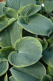 Olive Bailey Langdon Hosta Hosta Olive Bailey Langdon At Dundee Nursery In 2020 Hostas Low Maintenance Plants Herbaceous Perennials