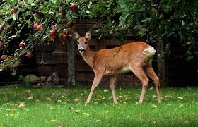 Komme Zur Apfelernte Sagte Das Reh In Meinem Garten Denn Vitamine Sind Wichtig Ja Besonders Wenn Die Nachte Wieder Kuhler Wer In 2020 Apfel Apfelernte Ernte